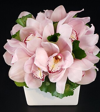 Cymbidium Orchids in Cube