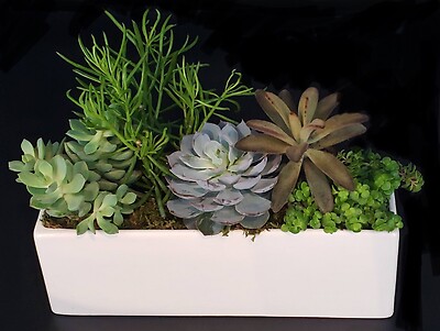 Succulent Planter