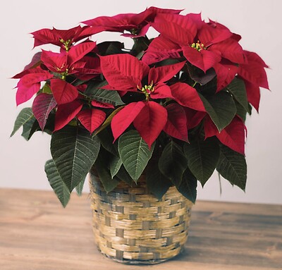 Red poinsettia plant