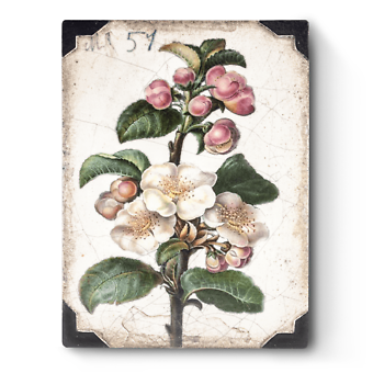 Apple Blossom